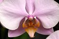 flora bloem bloemen fleur fleurs floral flower flowers orchid orchids orchidee orchideeen orchidees orchis Orchidaceae natuur nature werk aan de muur artheroes werkaandemuur